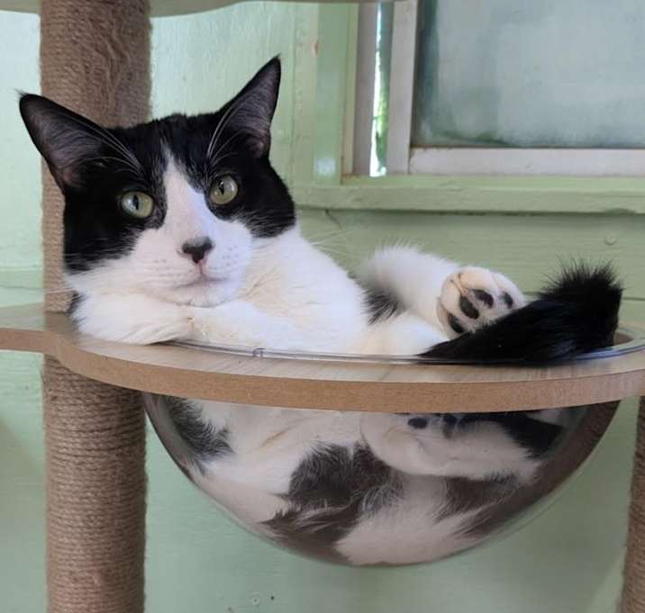 Photo of Onyx
