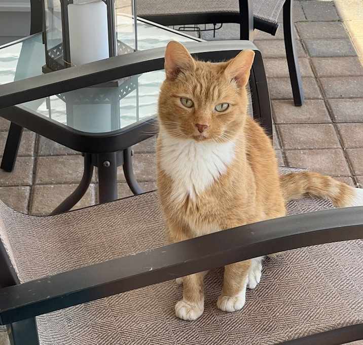 Photo of Ginger
