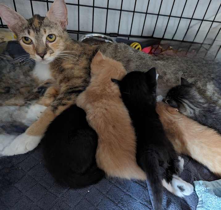 Photo of Angel & I have 5 kittens