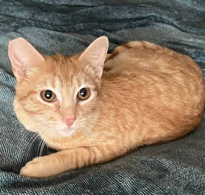 Photo of Nemo