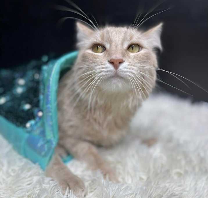Photo of Shrimp