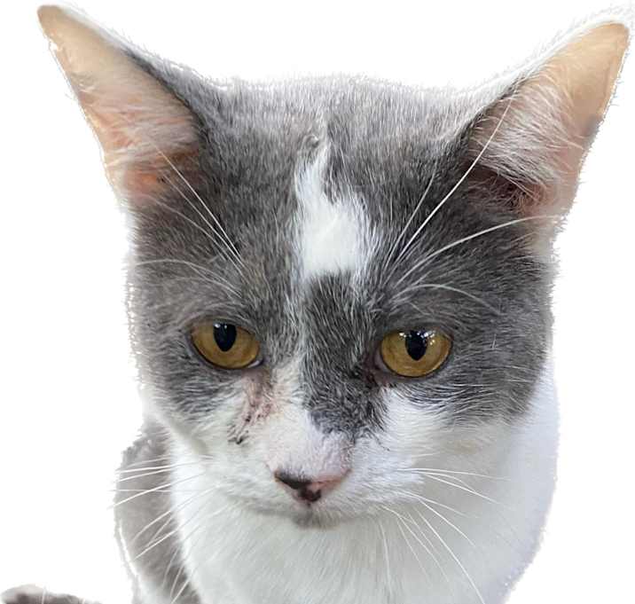 Photo of Wasabi