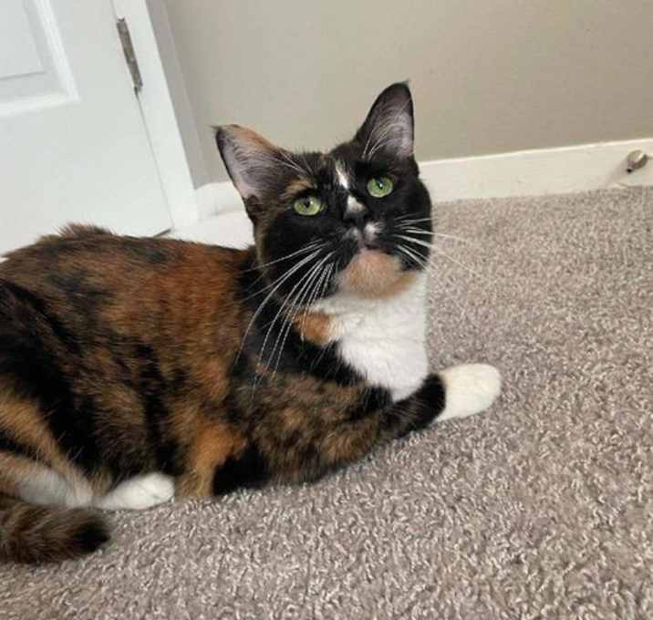 Photo of Gracie
