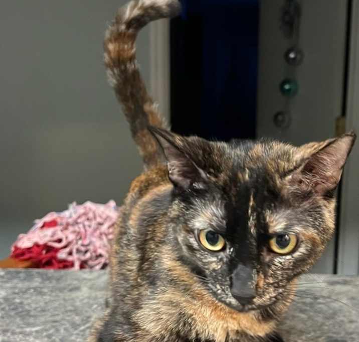 Photo of Golden Girl