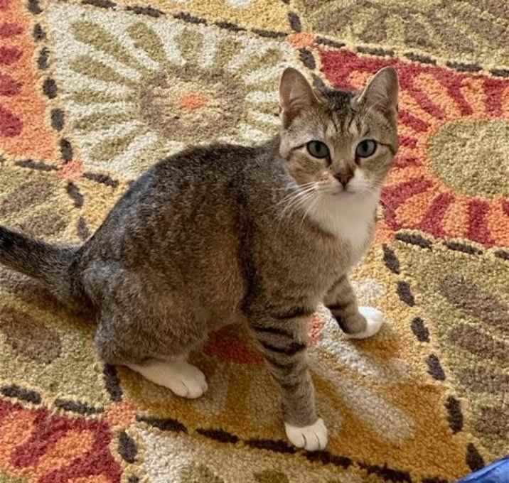 Photo of Juno