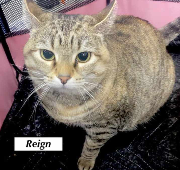Photo of CAT-REIGN