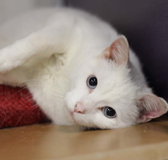 Photo of Sammy (Sponsored)