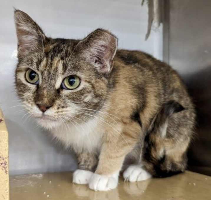 Photo of Demeter