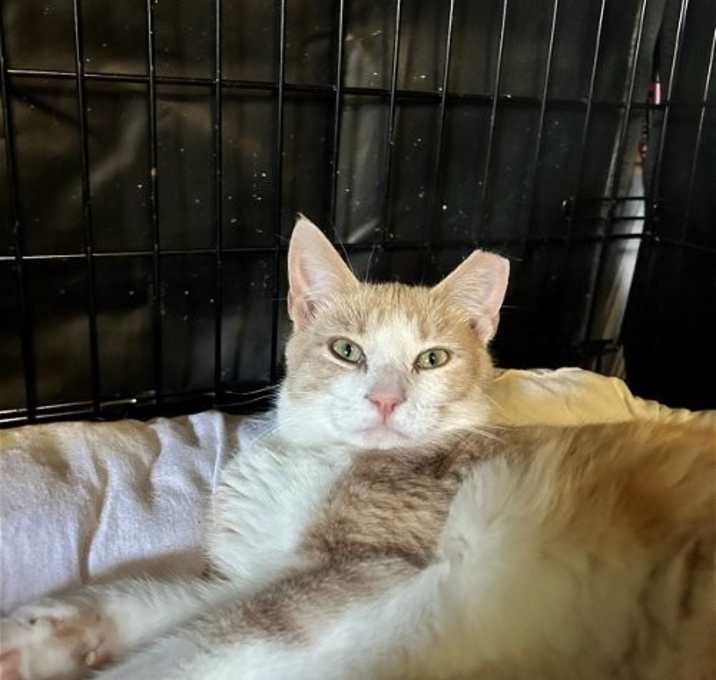 Photo of Fiero