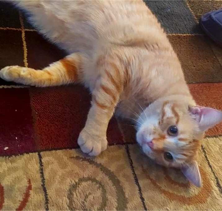 Photo of BUTTERS-a lovable softy