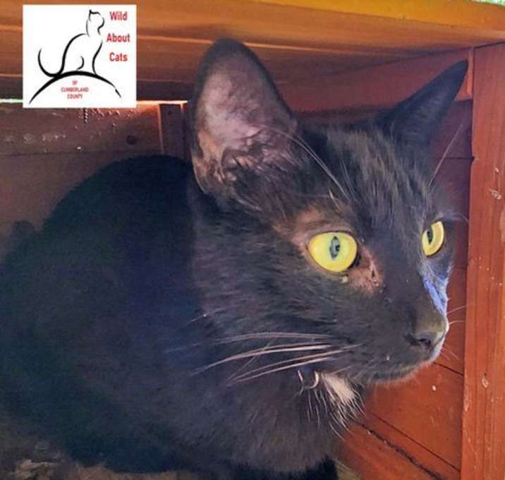 Photo of Shadow