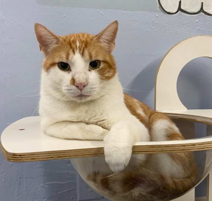 Photo of Clyde