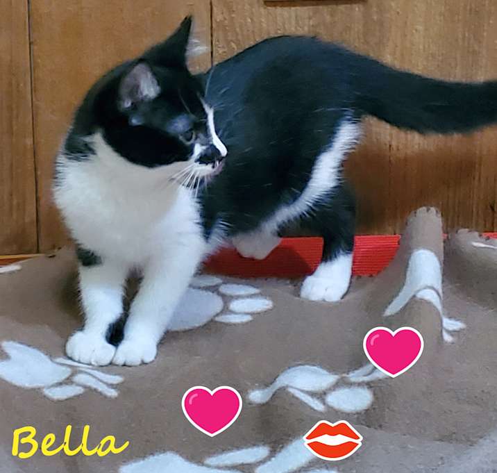 Photo of BELLA