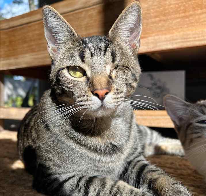 Photo of Munchkin / Goose