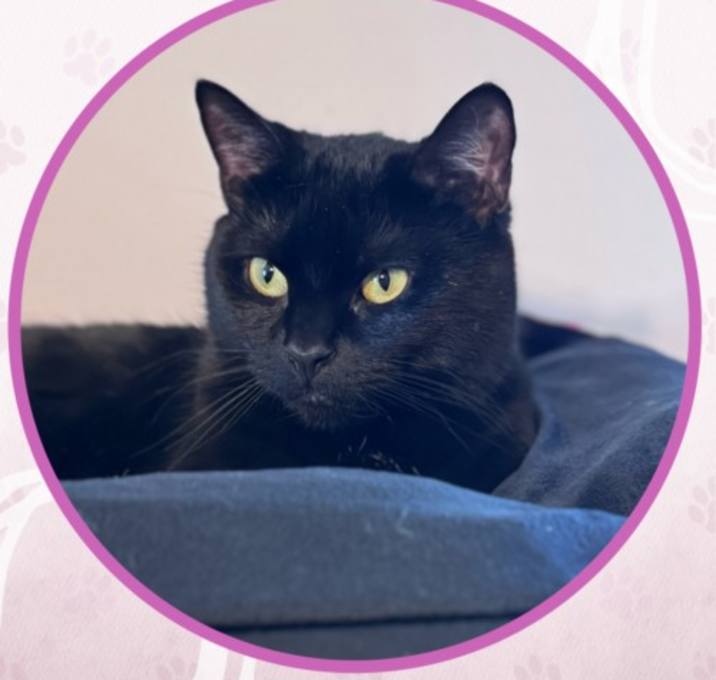 Photo of Catwoman