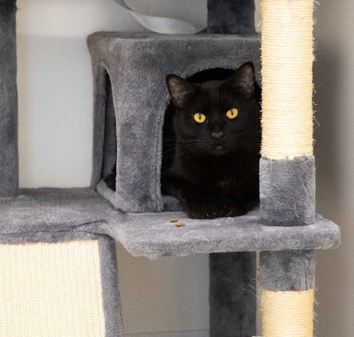 Photo of Chip