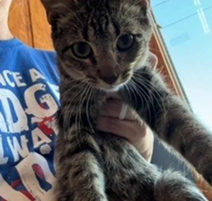 Photo of Nova