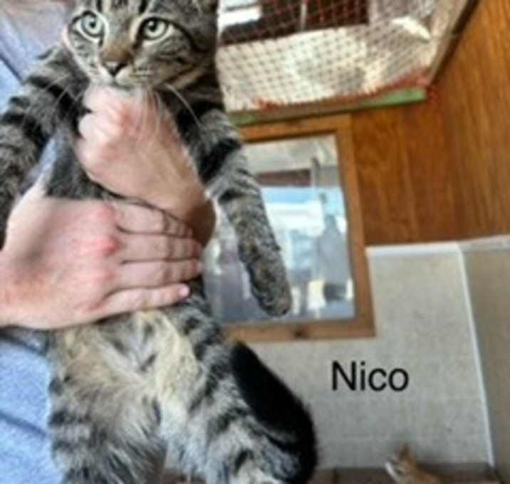 Photo of Nico