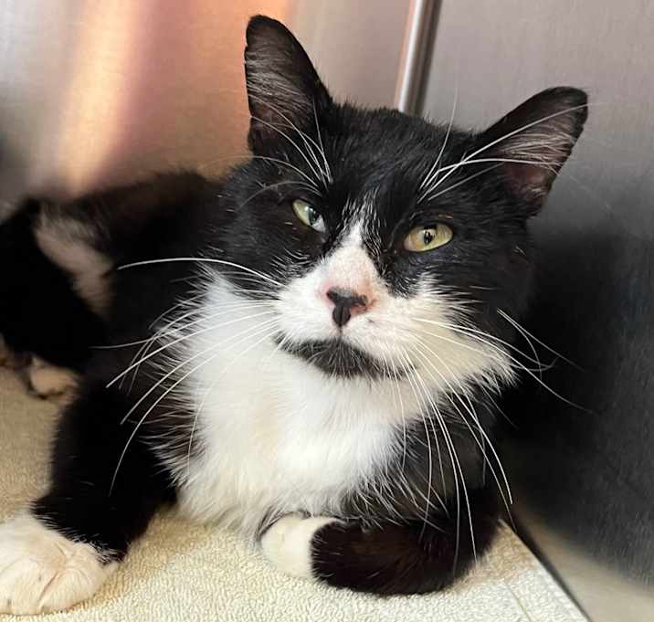 Photo of Pete the Cat