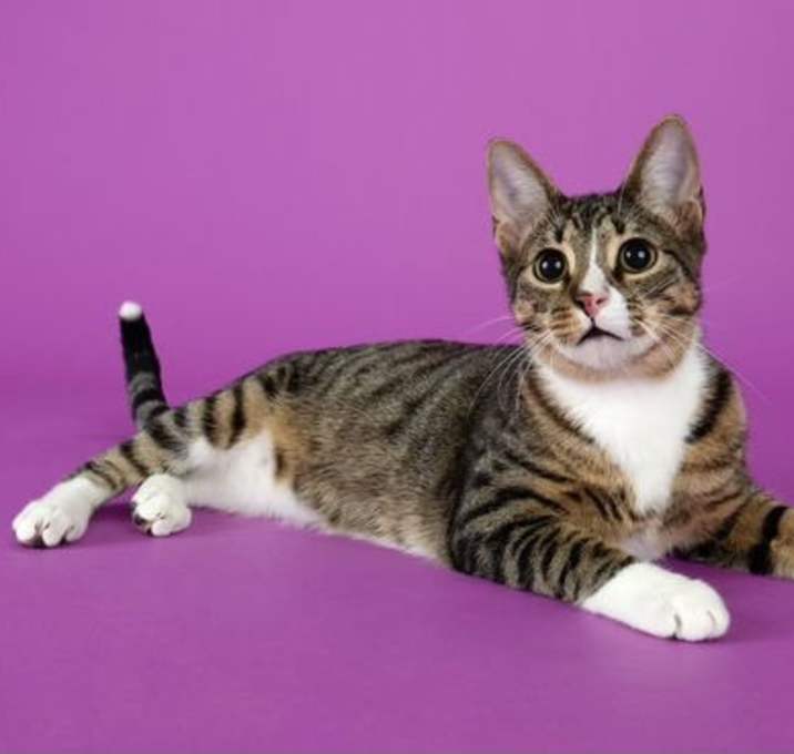 Photo of Tippy