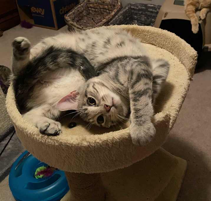 Photo of Pokey