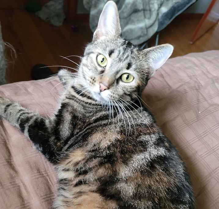 Photo of Pedal