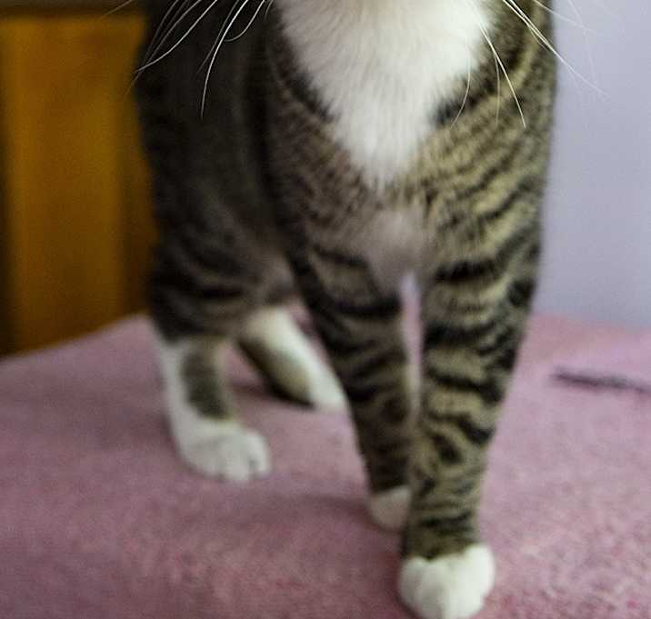 Photo of Newt
