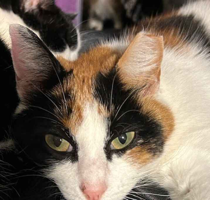 Photo of Pearl