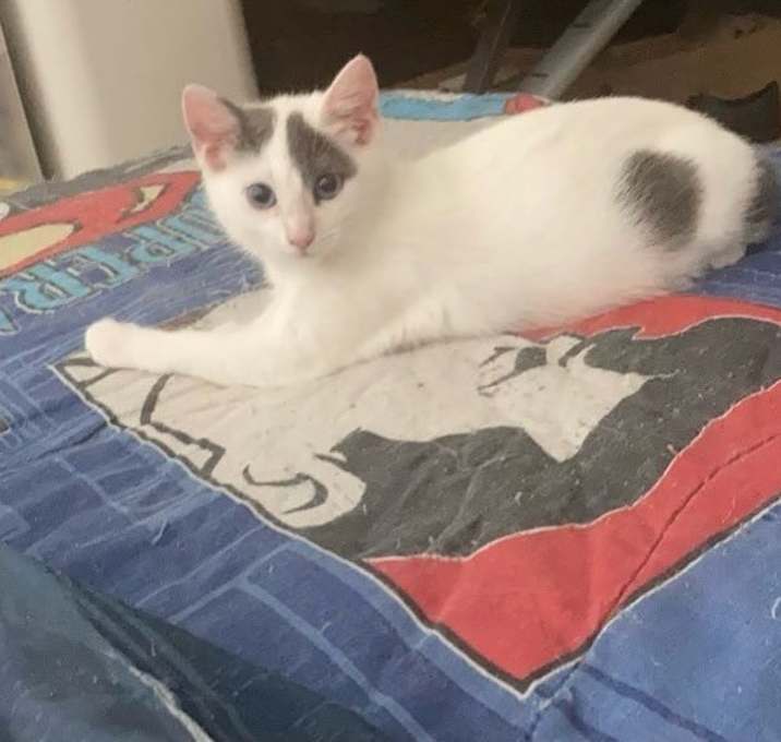 Photo of Snowball