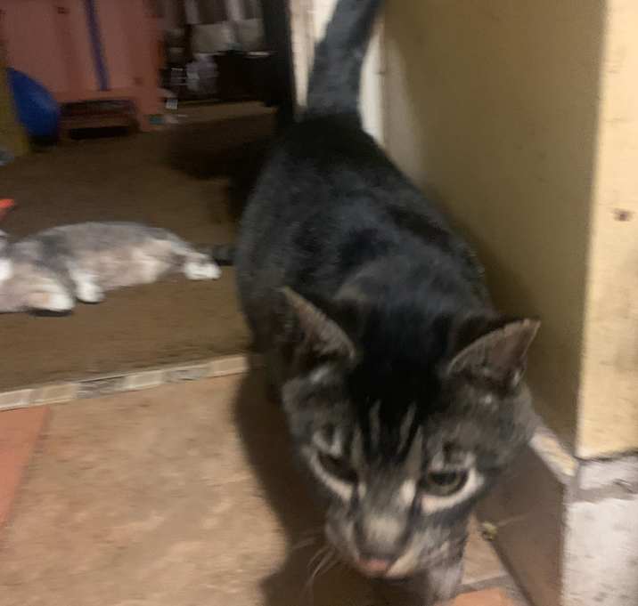 Photo of Penn (bonded with Sally)