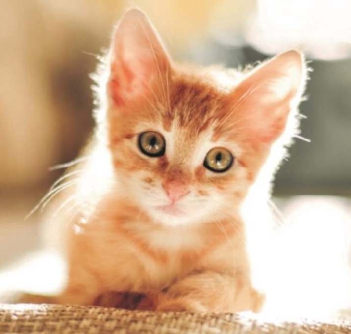 Photo of Corry