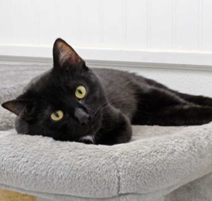 Photo of Nova