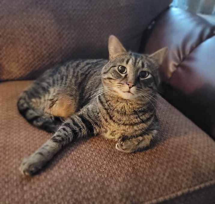 Photo of Nermal