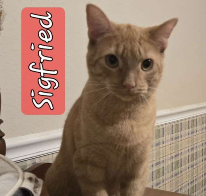 Photo of SIGFRIED