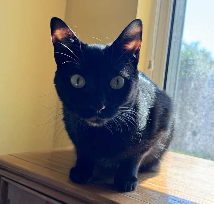 Photo of Lulu