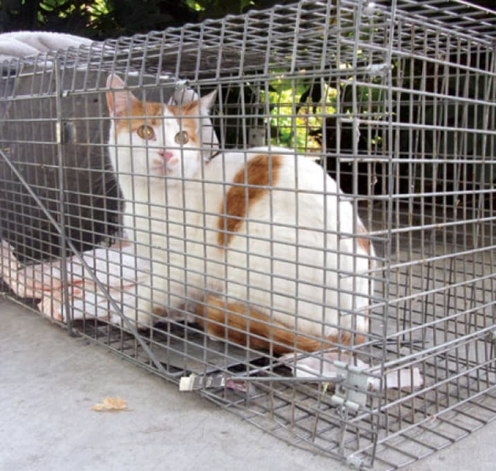 Photo of TNR-01