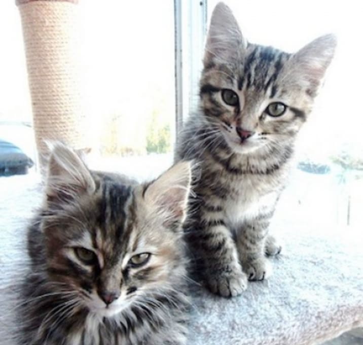 Photo of Socks