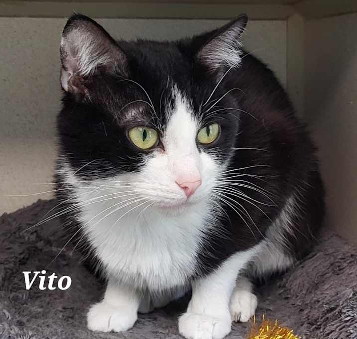 Photo of Vito