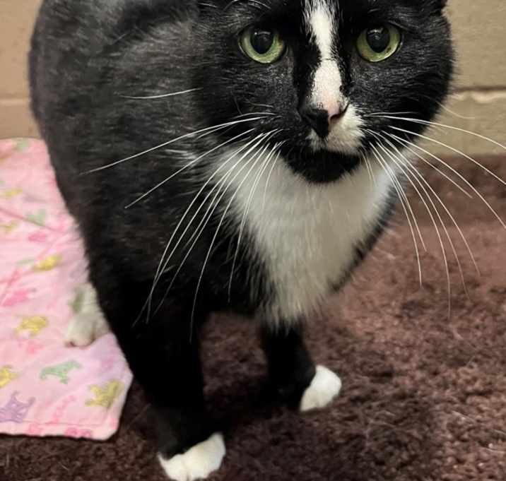 Photo of Jazz