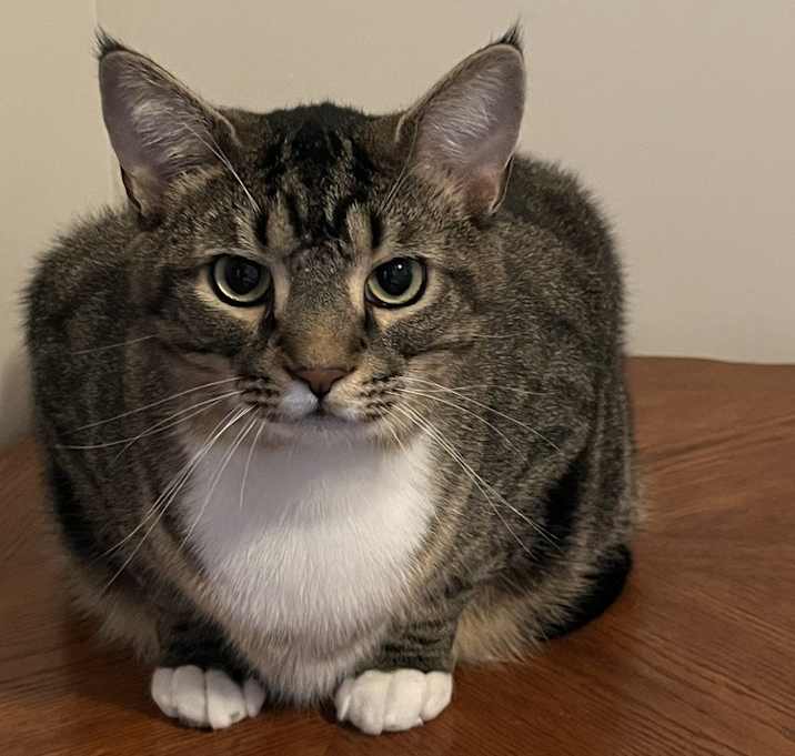 Photo of Socks