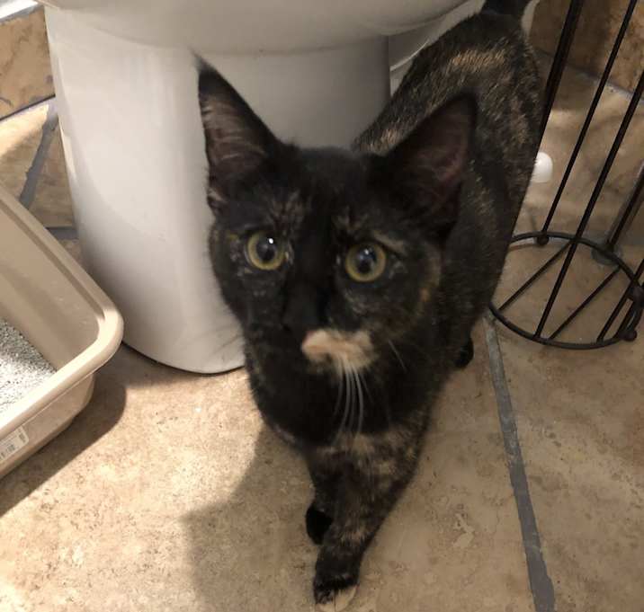 Photo of Piper