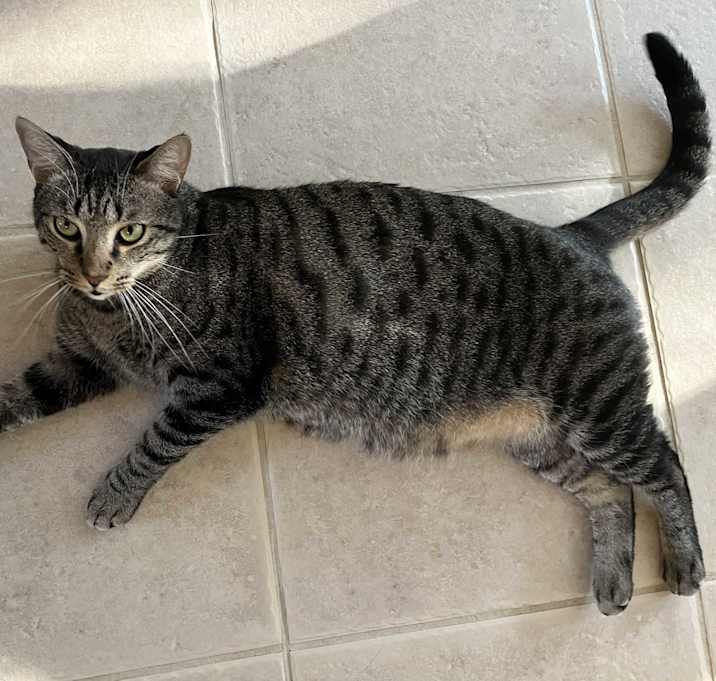 Photo of Goose