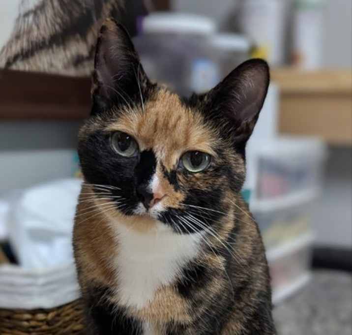 Photo of Mavis