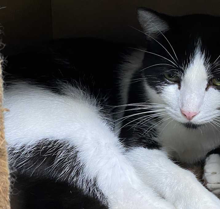 Photo of DOMINO