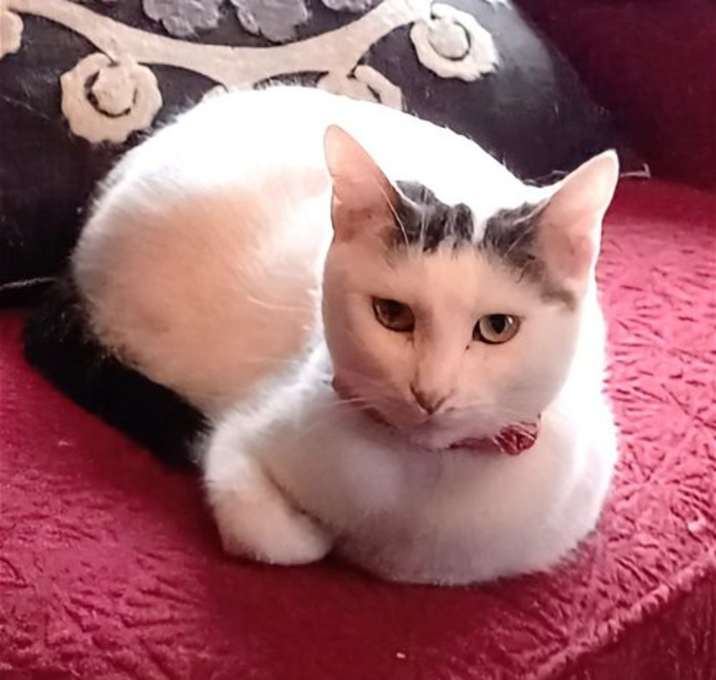 Photo of KITTY MOMA LILY