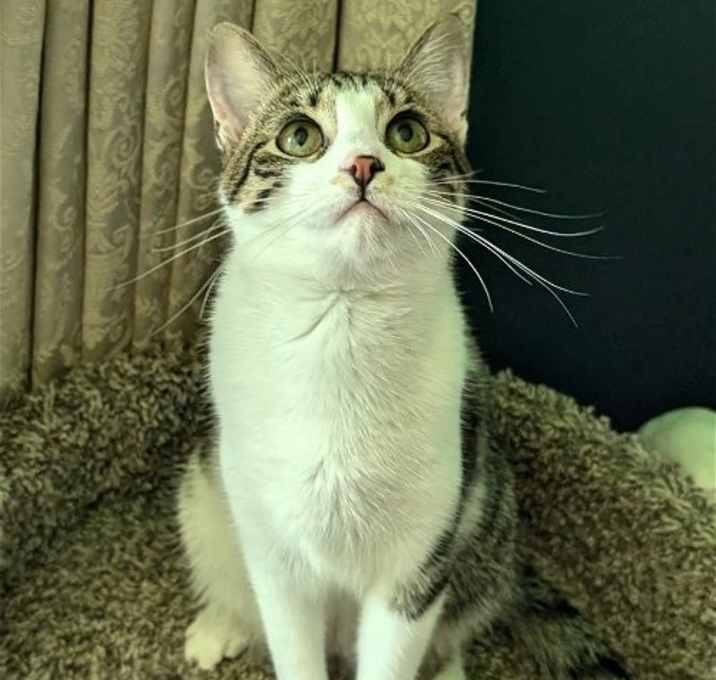 Photo of KITTEN MARILYN