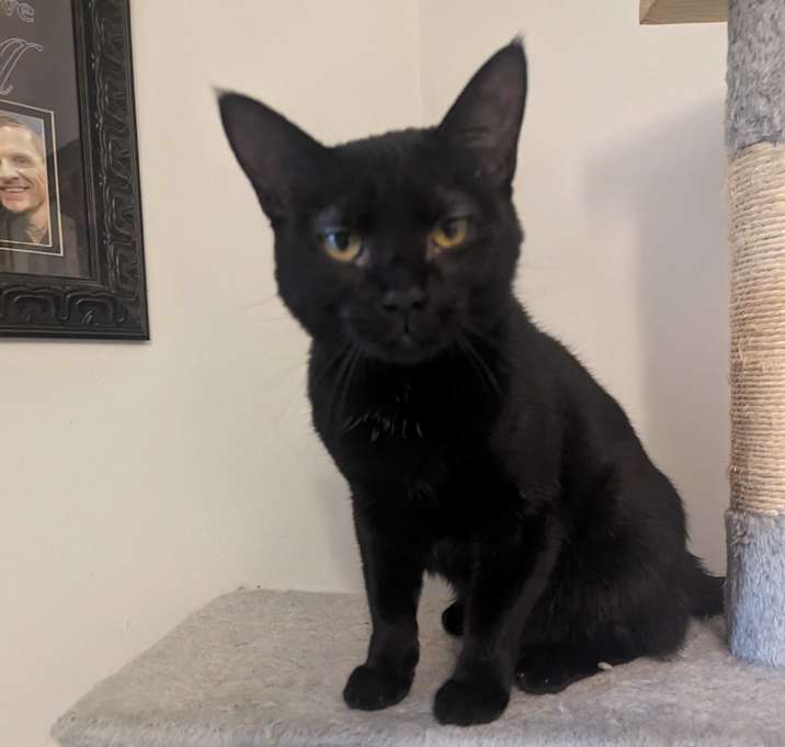Photo of Opal