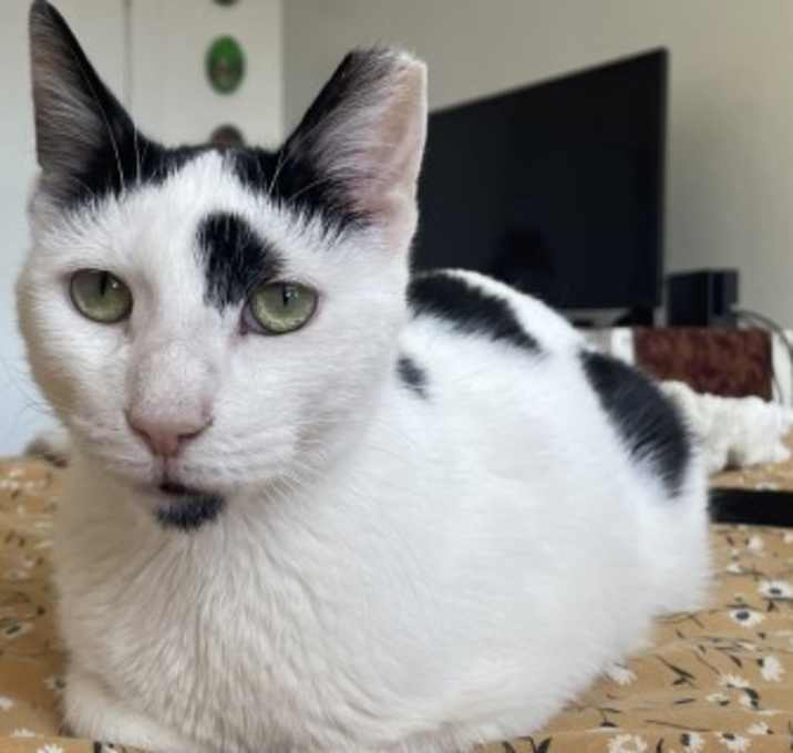 Photo of Cashmere