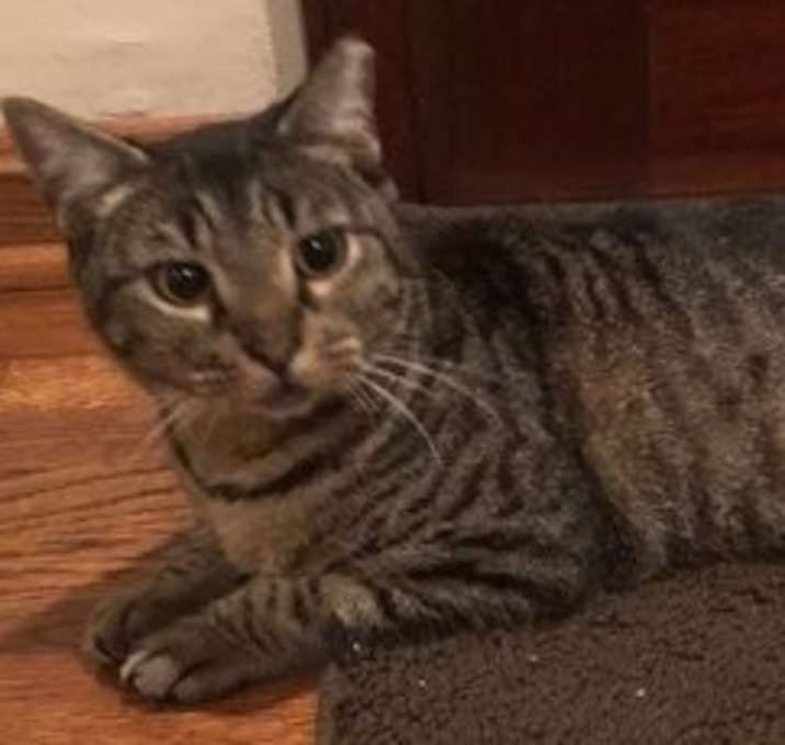 Photo of Lily - Petsmart Plantation Foster Home