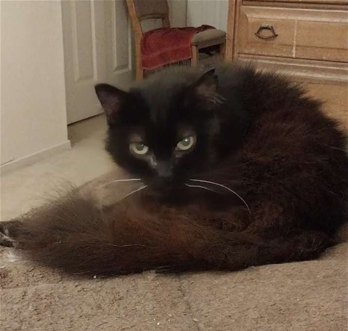 Photo of Shadow (& Chinchilla) [CP]